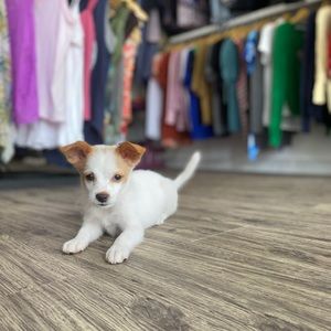 Meet your Posher, Jenny